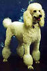poodle1.jpg