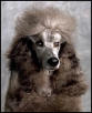 poodle3.jpg
