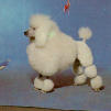 poodle5.jpg